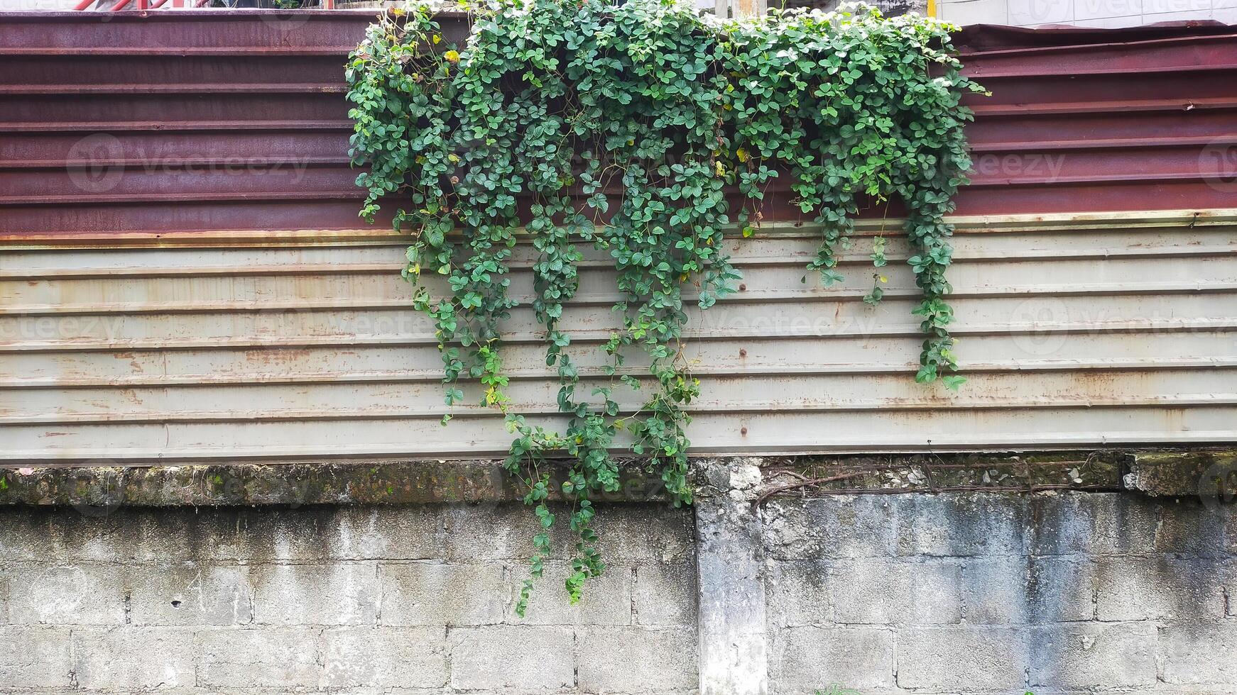 vild växt leva på de rostig korrugerad metall tallrik vägg. foto