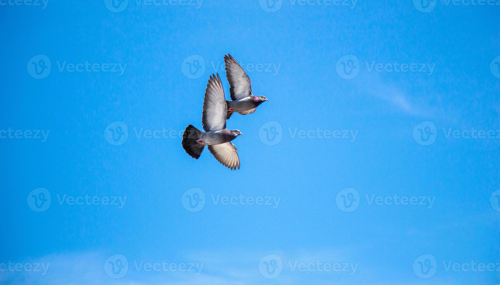 tvilling duvor flygande i luft foto
