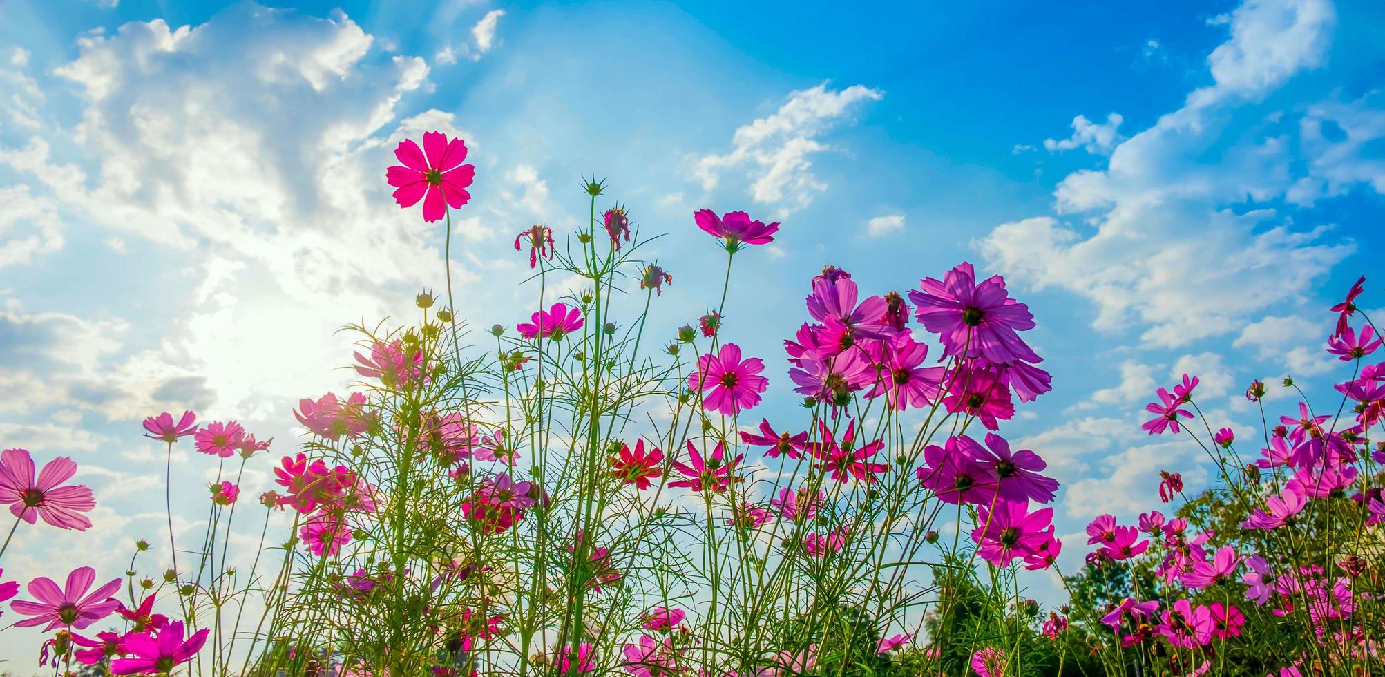 kosmos blomma bakgrund och blå himmel foto