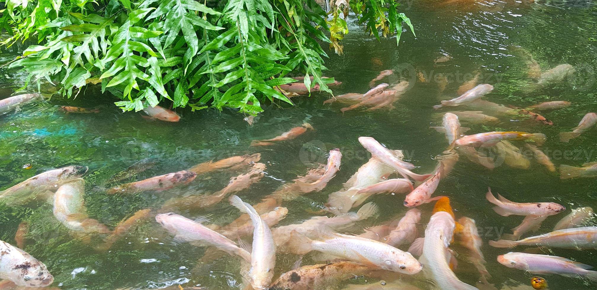 tropisk fisk damm med färgrik dekorativ grön tropisk plantage för bakgård dekoration idéer foto