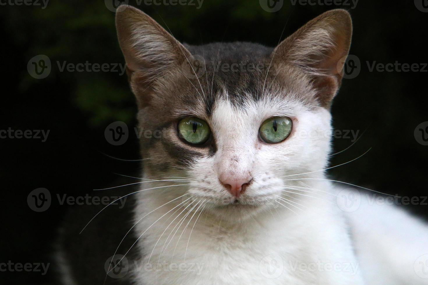 huskatten är ett däggdjur av kattfamiljen av köttätareordningen. foto