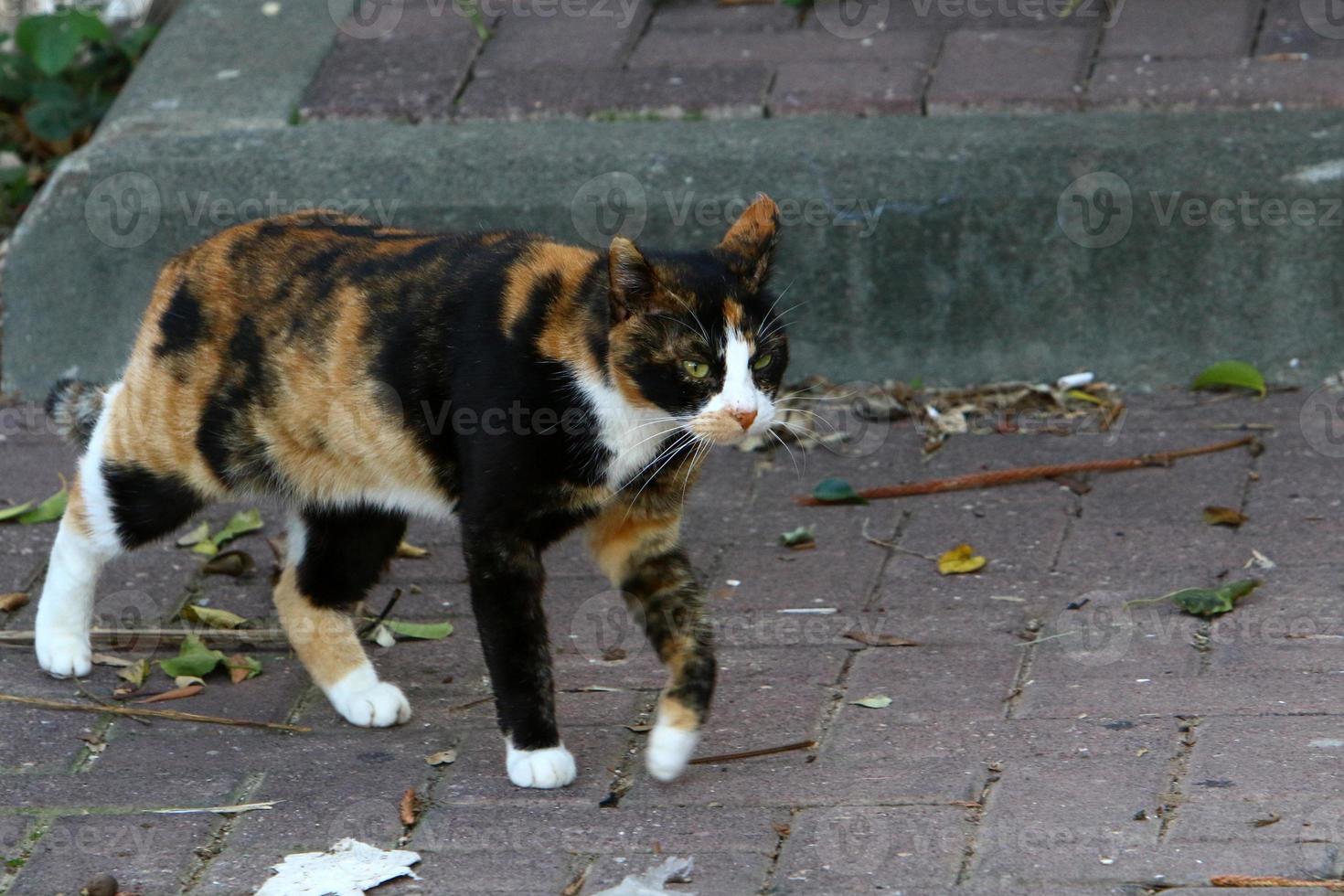 huskatten är ett däggdjur av kattfamiljen av köttätareordningen. foto