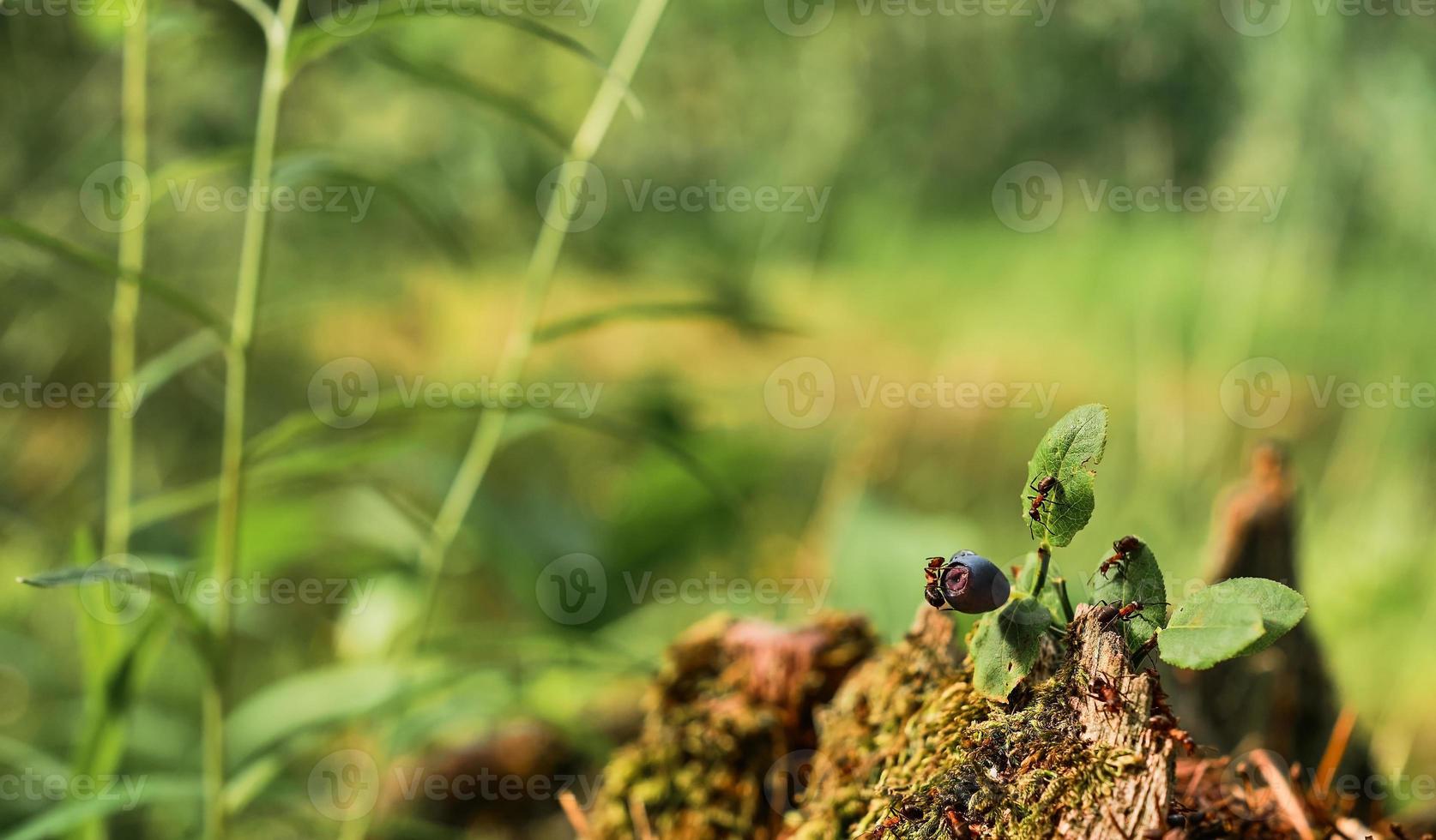 skog röd myror springa på grön mossa på stubbe och blåbär, skog grön bakgrund med fri Plats kopiera. de aning av de ekosystem av natur, vård för de välbefinnande av ekologi foto