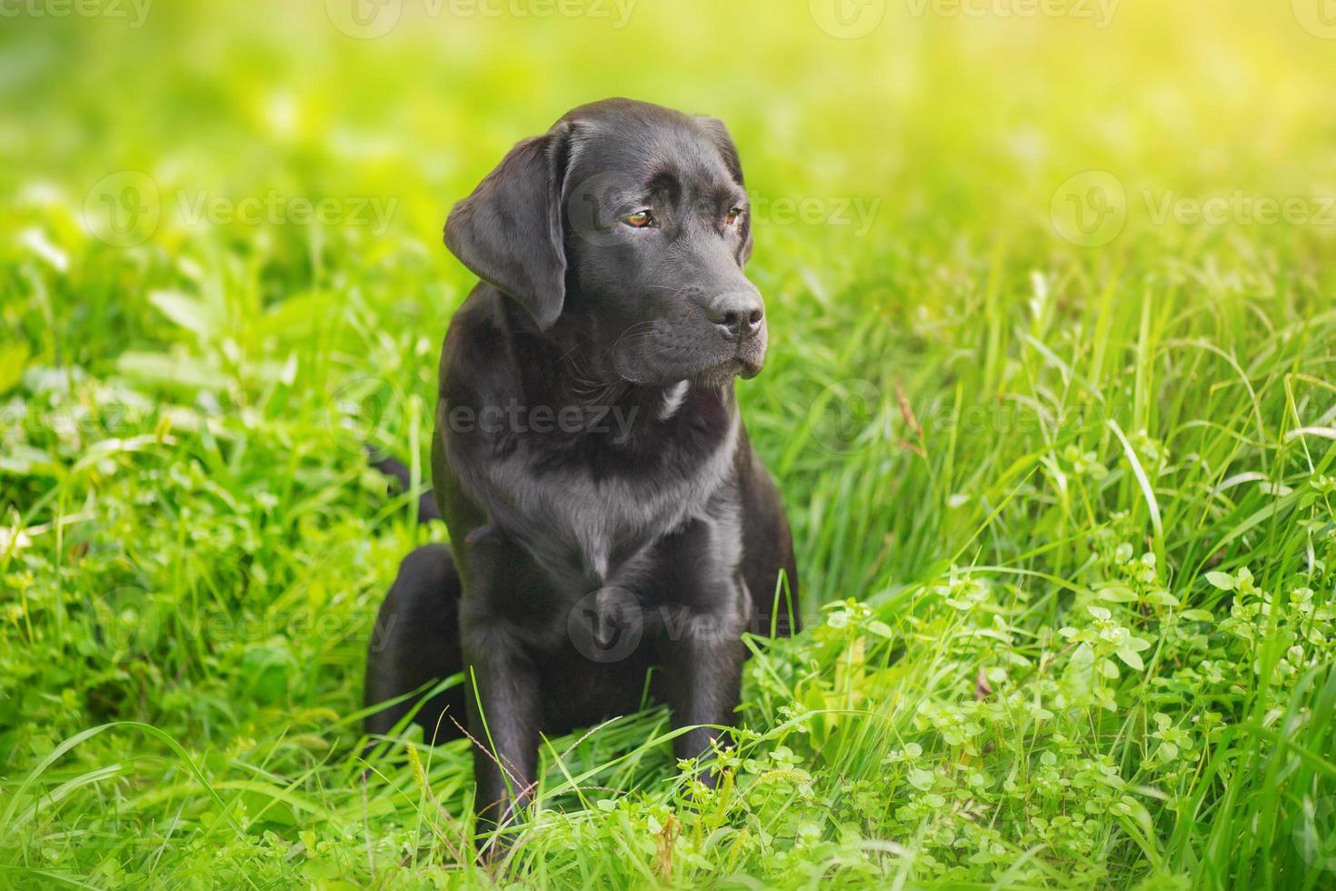 labrador retriever valp är Sammanträde på de gräs. porträtt av en svart fullblod hund. foto