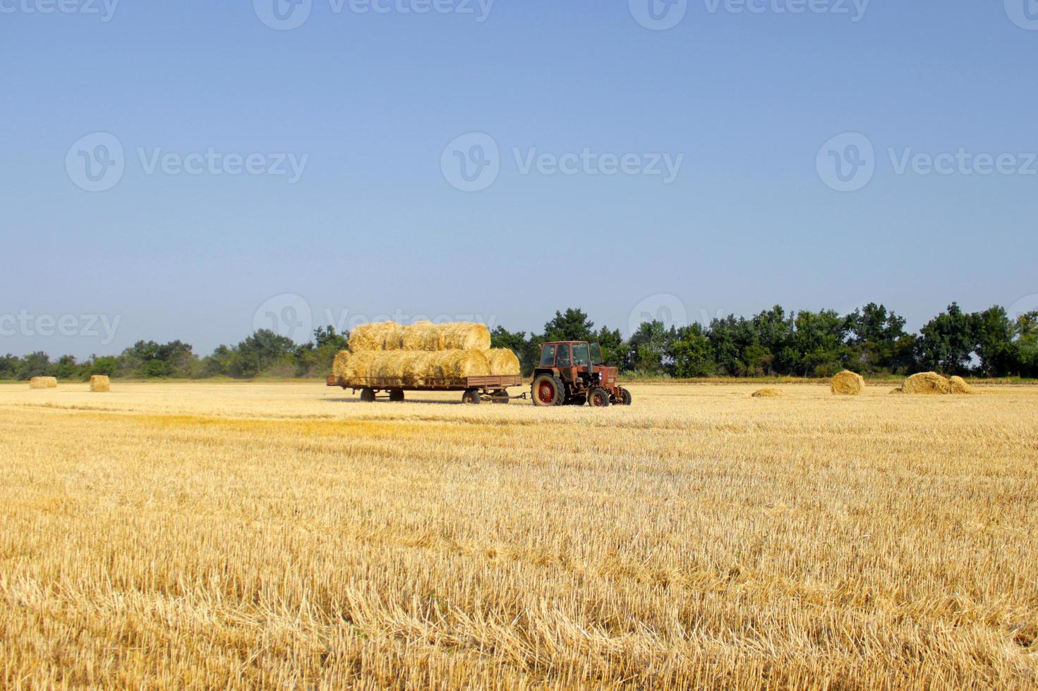 traktor med hö. de traktor bärande hö. balar av hö staplade i de vagn. foto