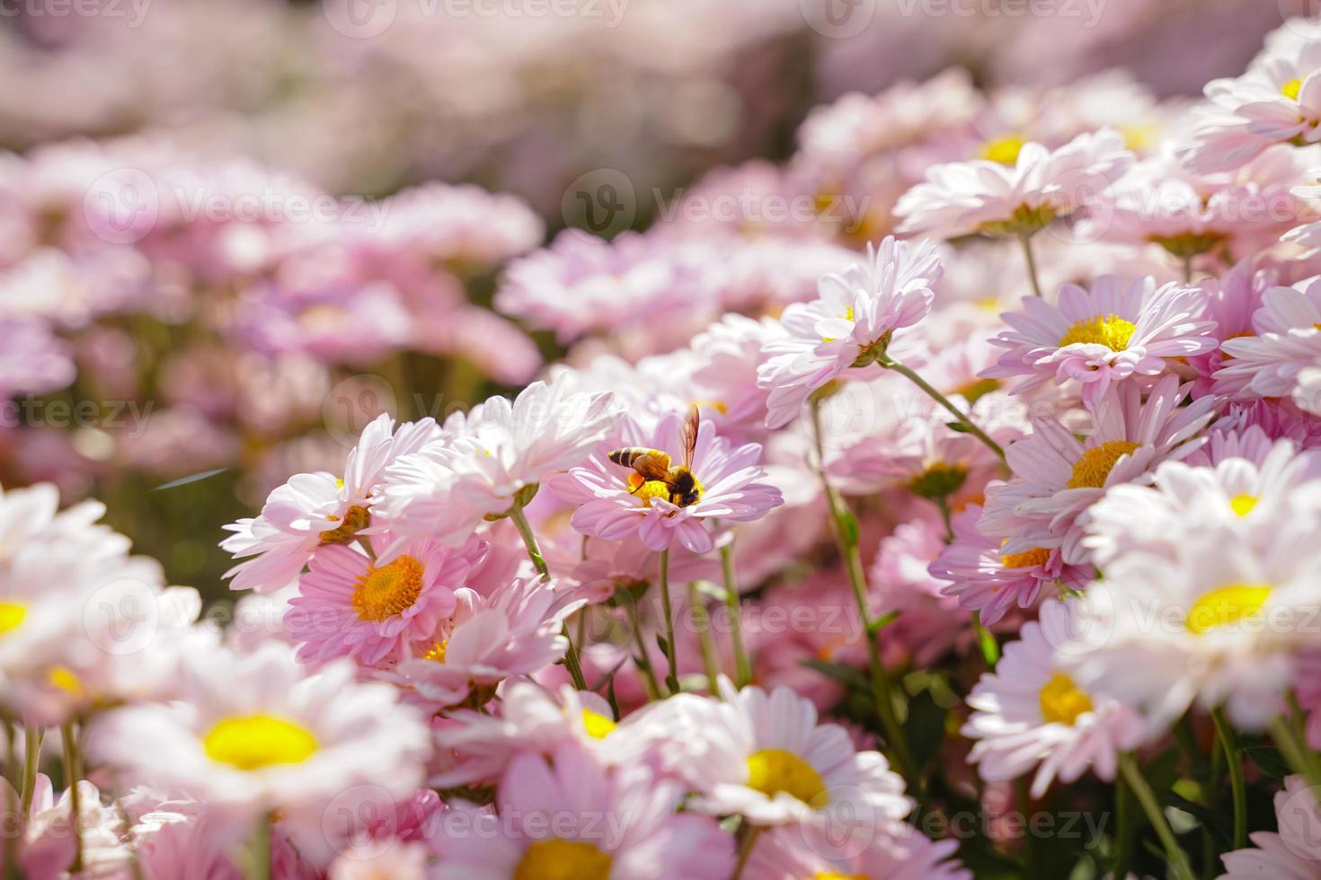 skön vit daisy symbol av ren hjärta oskuld och vänskap foto