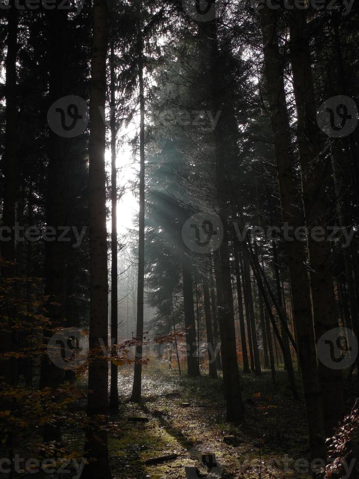 höst mystiker ljus i de trän lätt i de morgon- foto