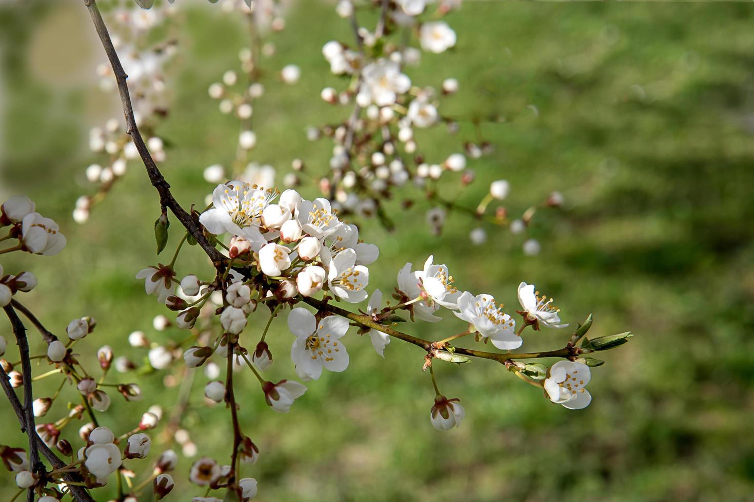 blomstrande plommon gren på en bakgrund av ljus grön gräs foto