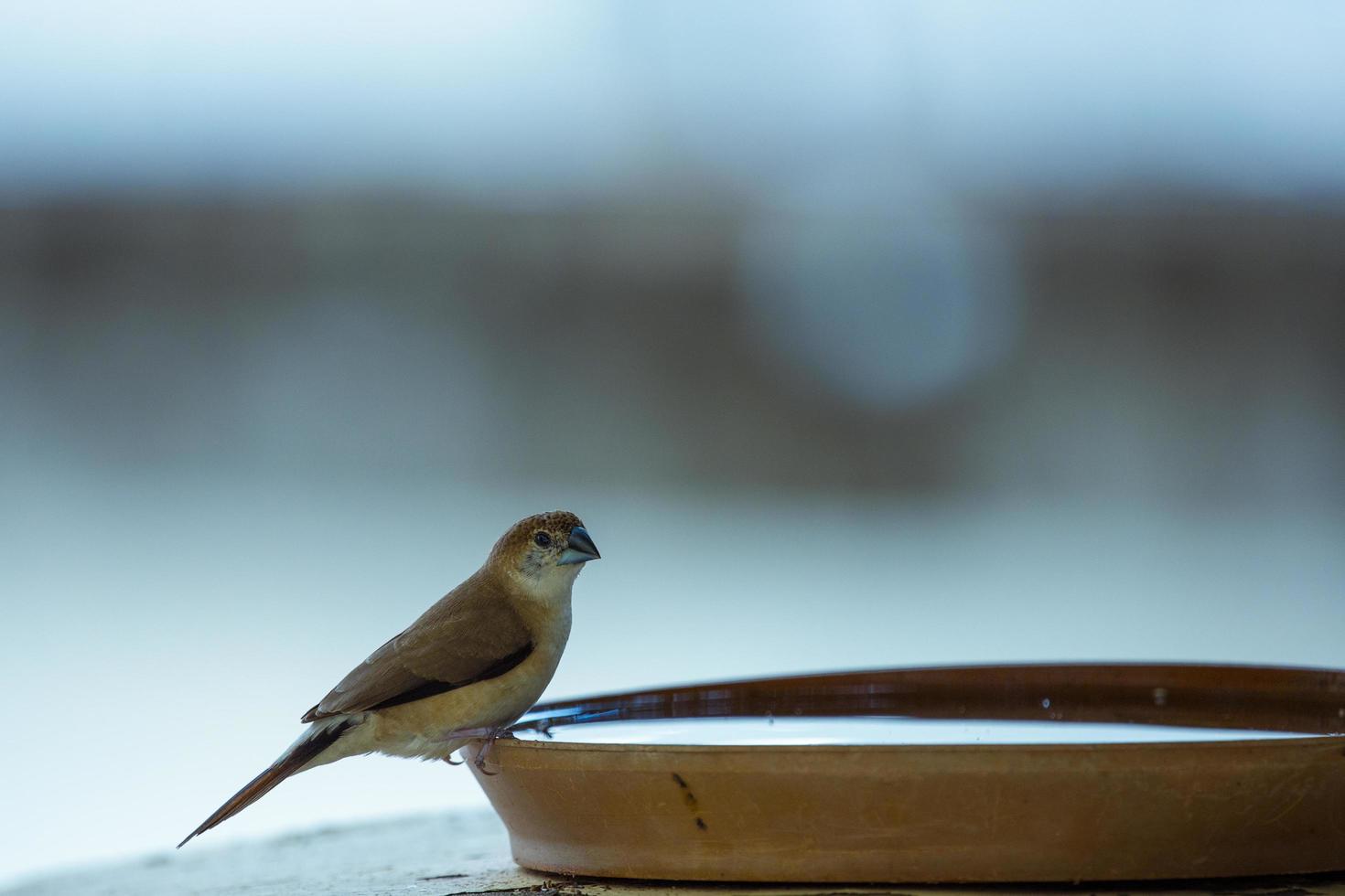 fågel uppflugen på en skål med vatten foto