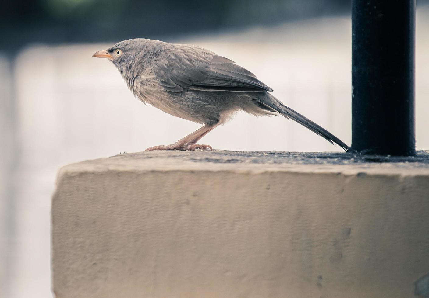 grå fågel på betong foto