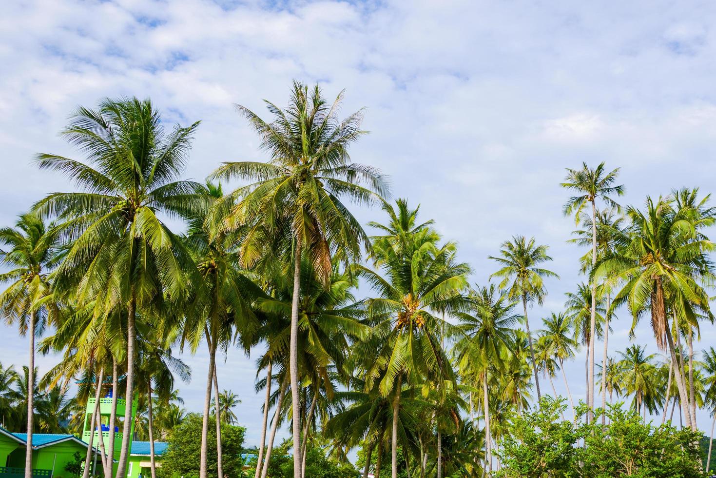 kokos träd på strand och himmel foto