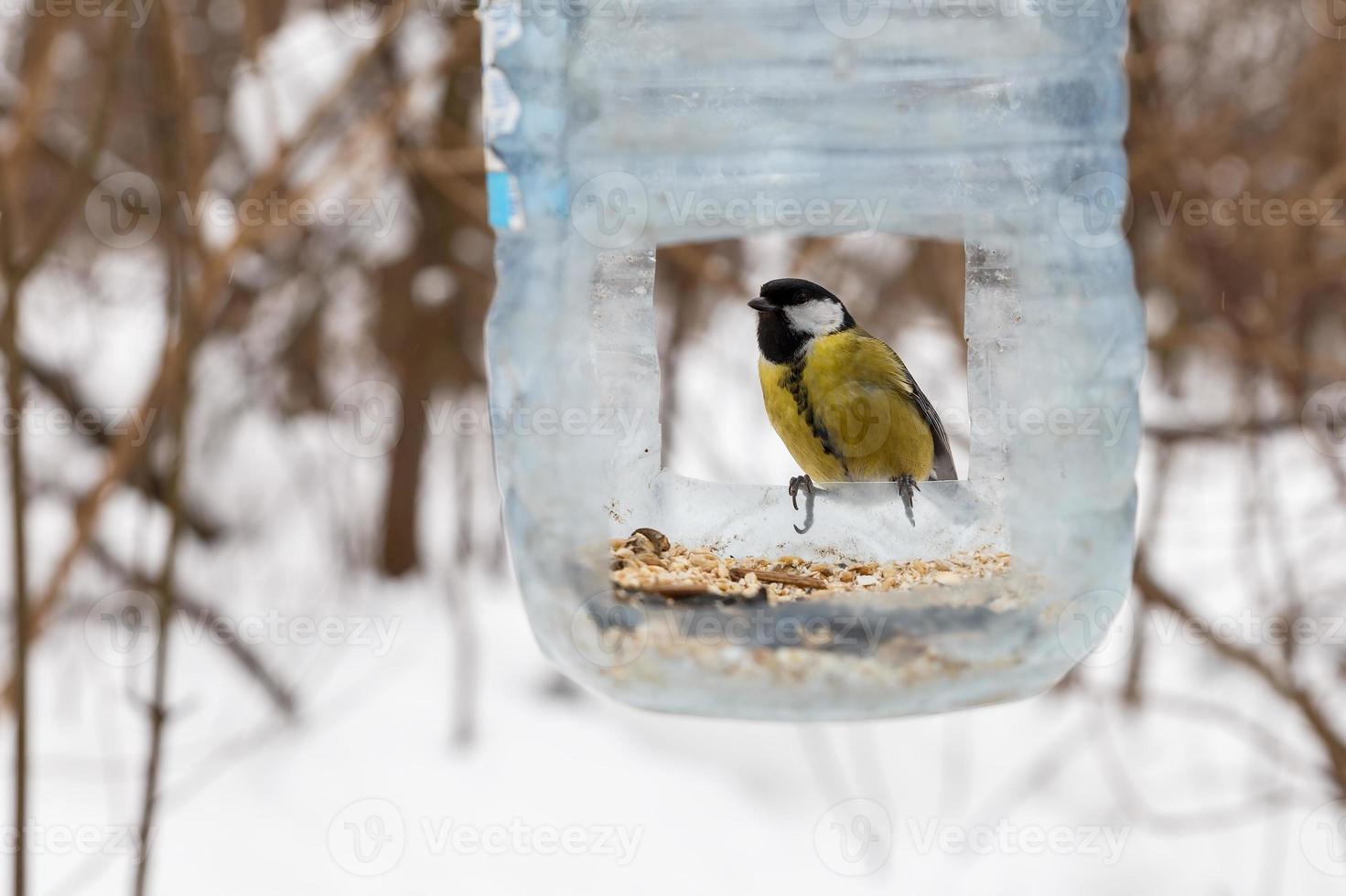 bra mes. fågel Sammanträde i en plast flaska matare. matning fåglar i vinter. foto