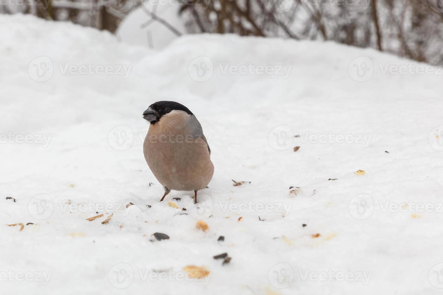 eurasian domherre kvinna Sammanträde i snö. fågel i vinter. foto