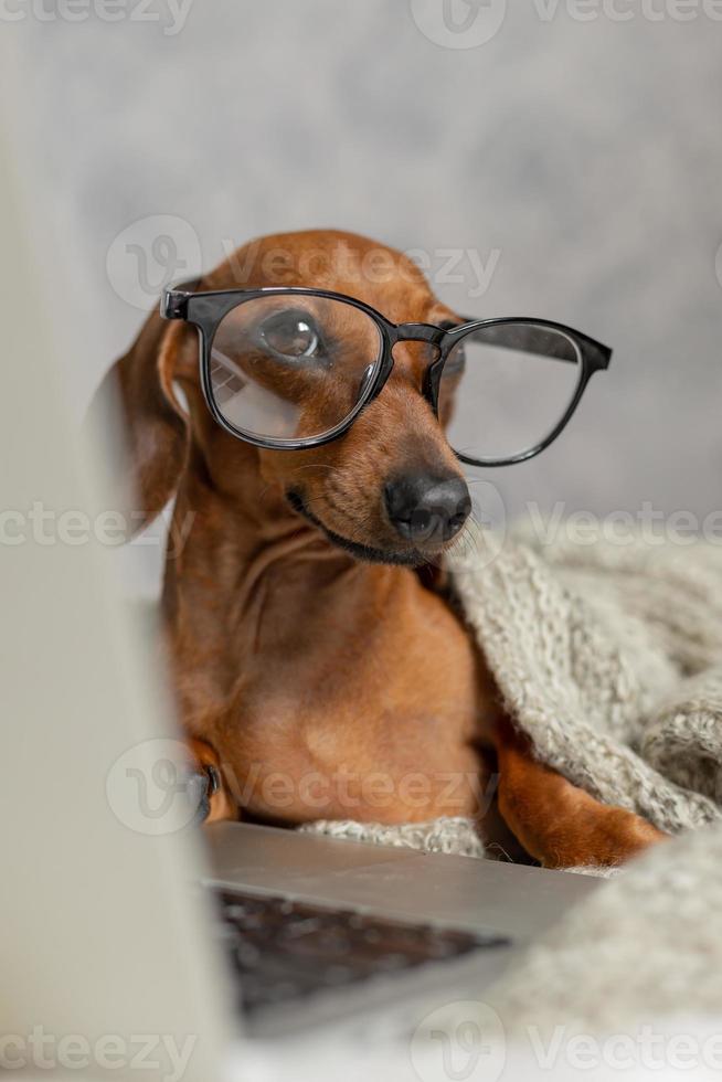 dvärg- korv tax i svart glasögon täckt med en grå filt Arbetar, läser, utseende på en bärbar dator. hund bloggare. Hem kontor. foto