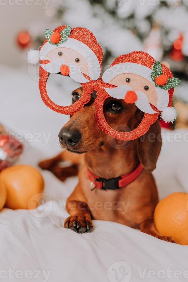 liten tax i rolig glasögon med santa claus är liggande på en vit ark bland mandariner nära de jul träd. jul hund. sällskapsdjur och mandariner. Plats för text. hög kvalitet Foto