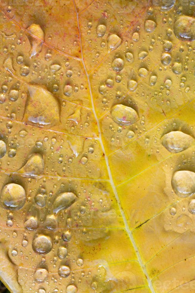 bakgrund och textur av en gul blad på som där är många droppar av vatten. foto
