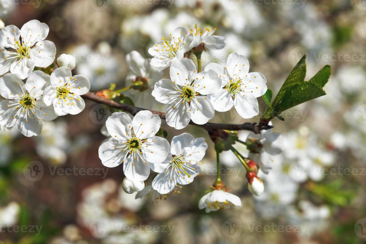 kvist av körsbär blommar i vår trädgård foto