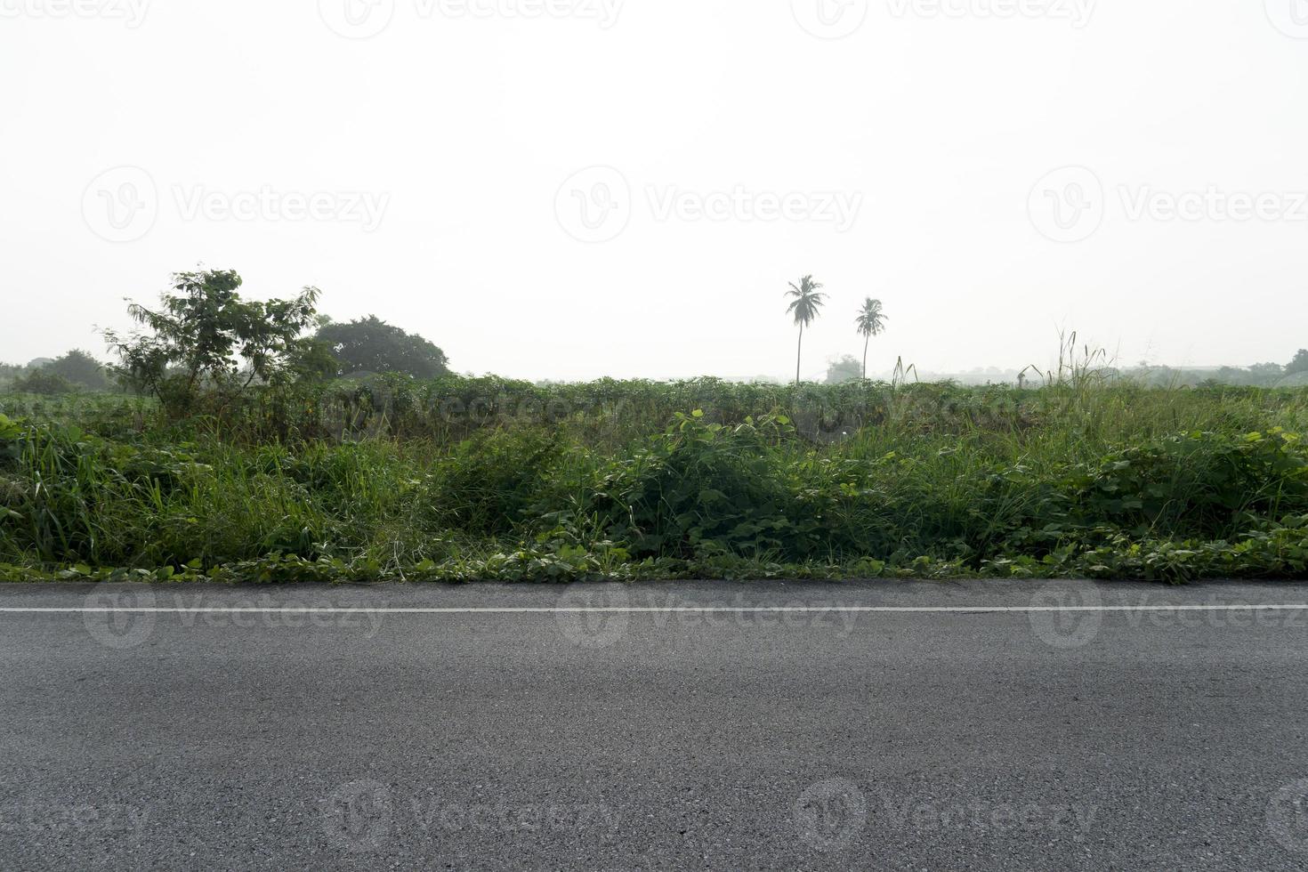 horisontell se av asfalt väg morgon- i thailand. färsk grön träd och gräs bakgrund. under de dimmig himmel av de morgon- vit dimma. foto