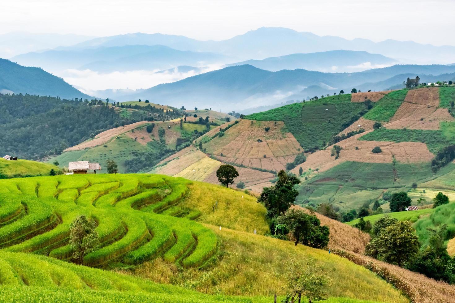 landskap av ris terrass på förbjuda pa bong piang i chiang mai thailand foto