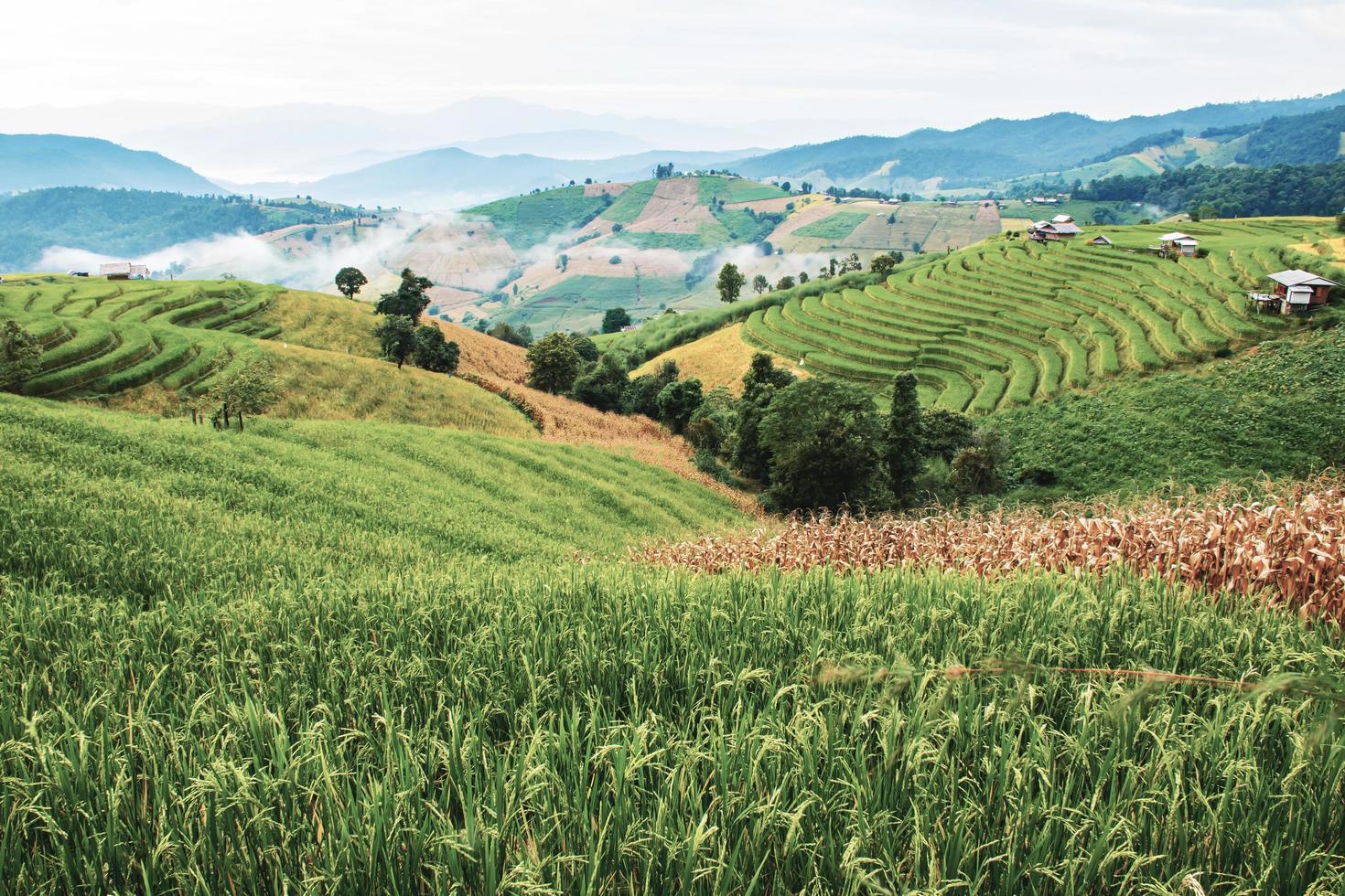 landskap av ris terrass på förbjuda pa bong piang i chiang mai thailand foto