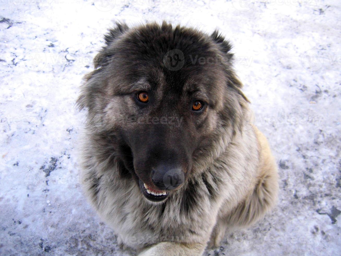 porträtt av caucasian herde hund i vinter- tid, ger dess Tass för hälsning foto