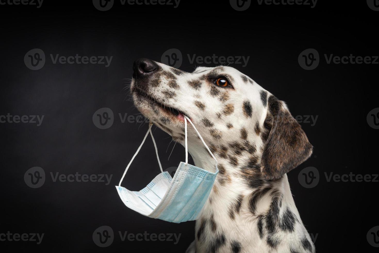 porträtt av en dalmatian ras hund i en skyddande medicinsk mask, på en svart bakgrund. foto