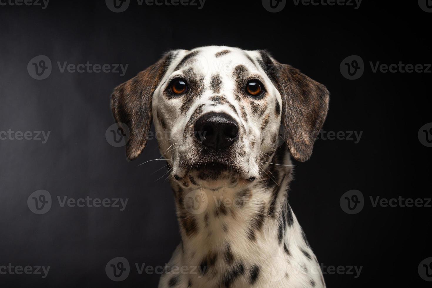 porträtt av en dalmatian hund, på ett isolerat svart bakgrund. foto