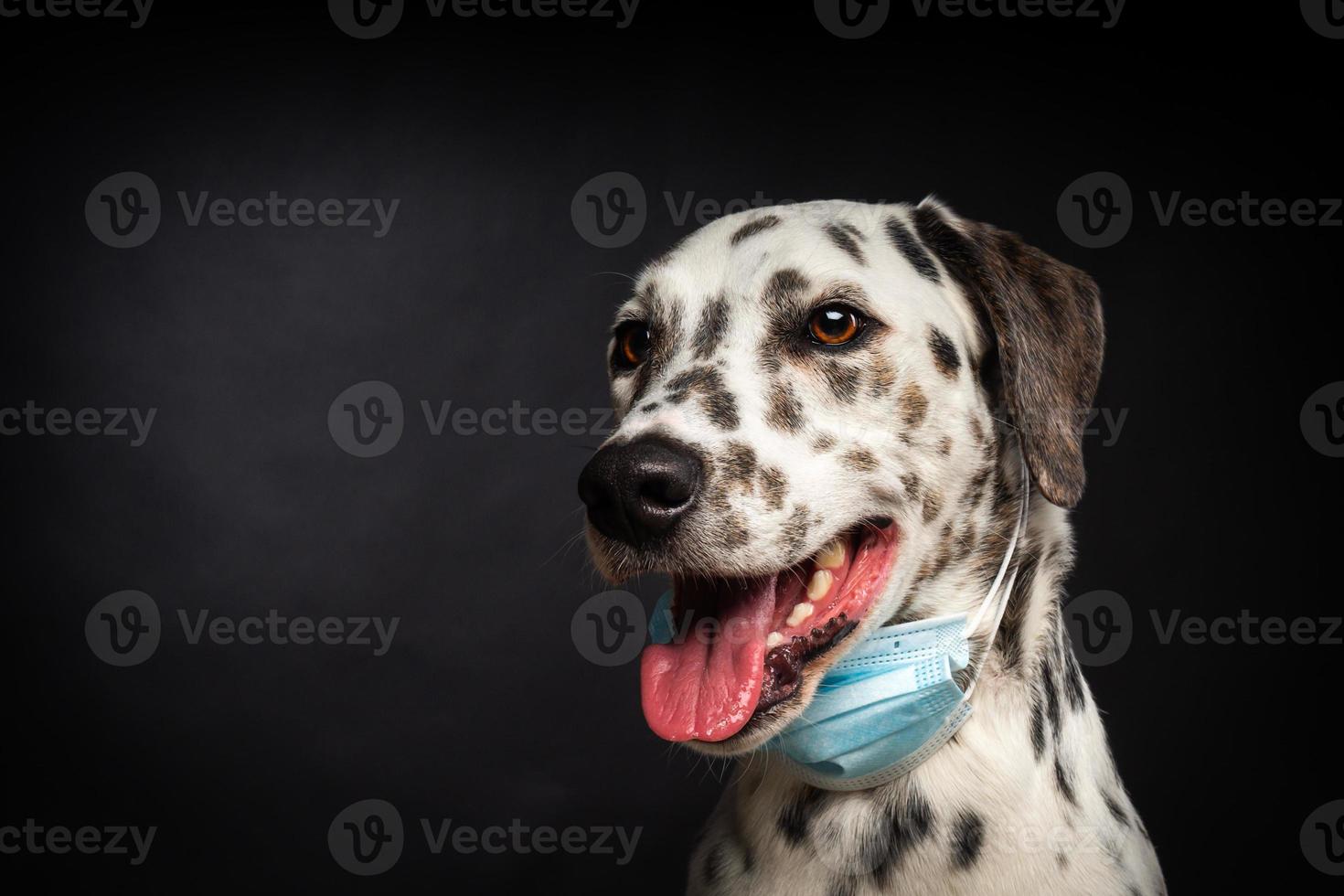 porträtt av en dalmatian ras hund i en skyddande medicinsk mask, på en svart bakgrund. foto