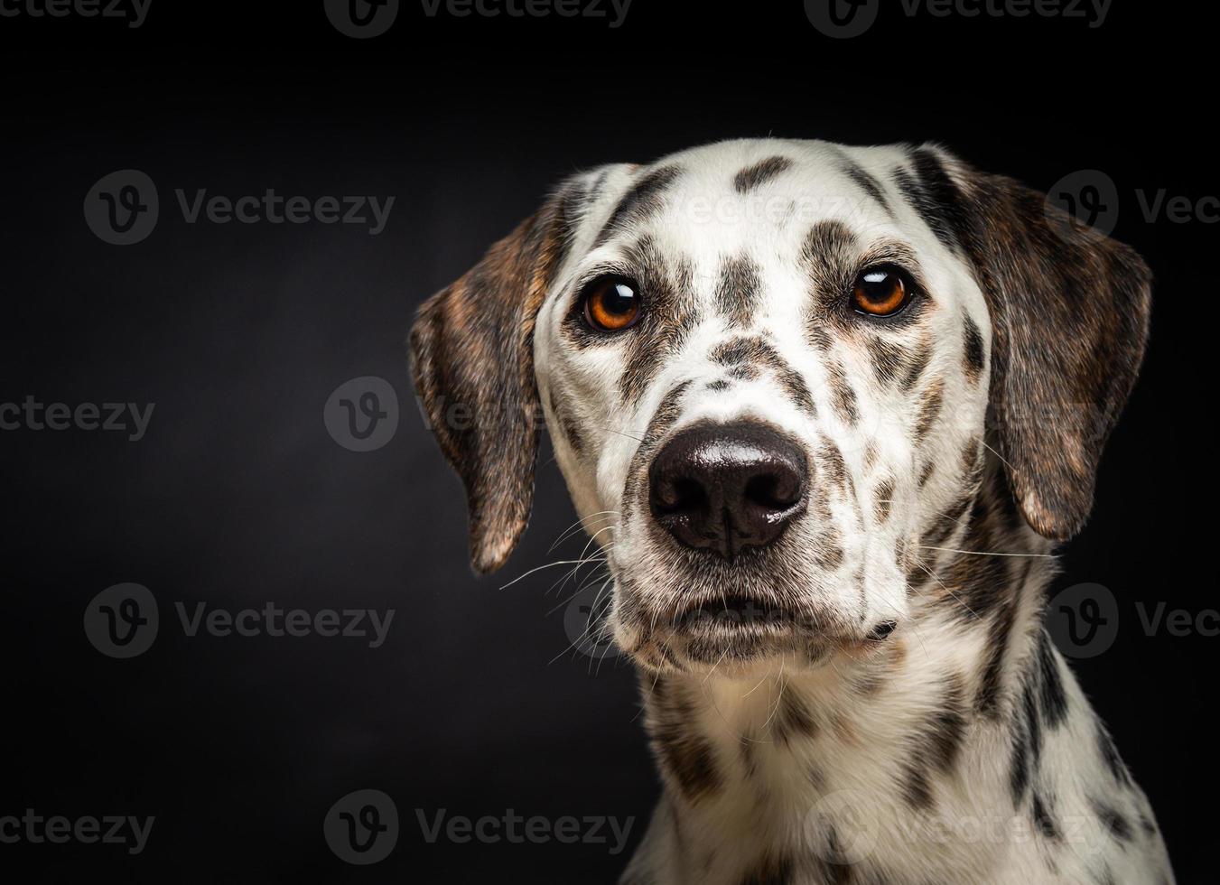 porträtt av en dalmatian hund, på ett isolerat svart bakgrund. foto