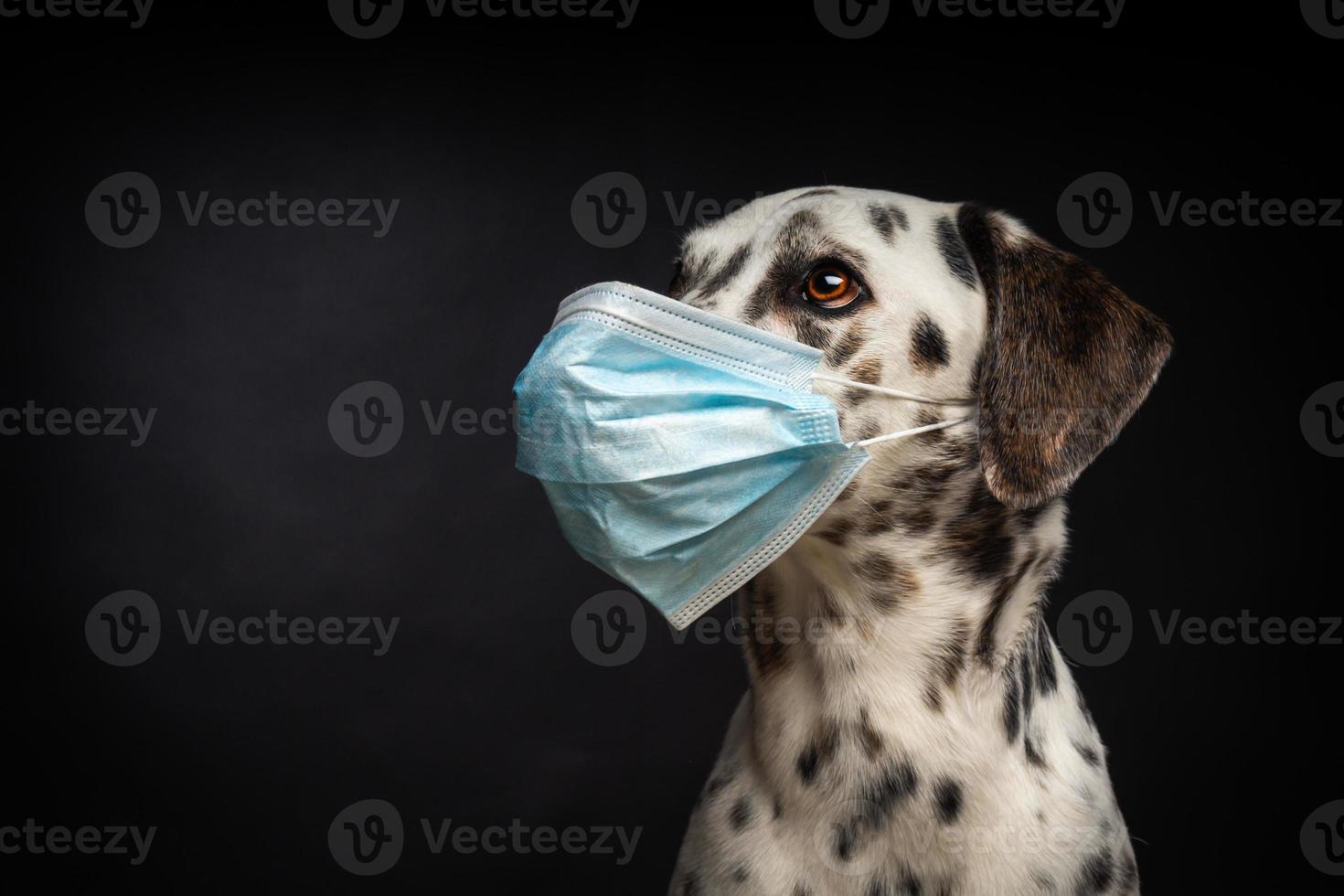 porträtt av en dalmatian ras hund i en skyddande medicinsk mask, på en svart bakgrund. foto