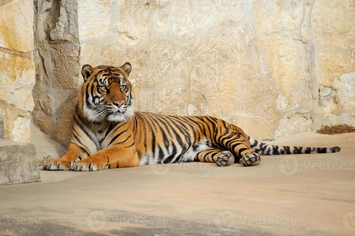 tiger liggande ner men fortfarande håller en angelägen öga ser ut för fara eller byte. foto