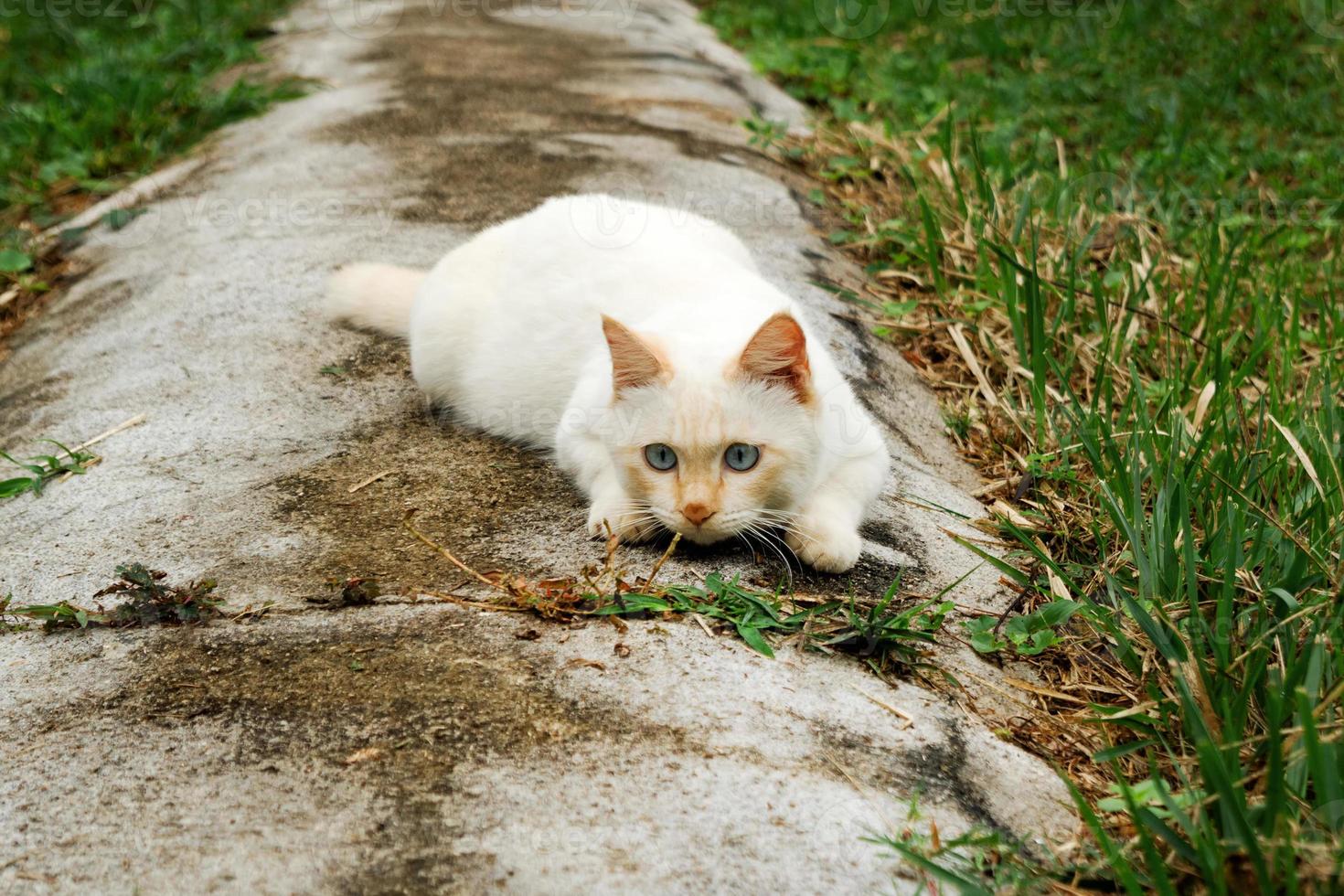 söt röd punkt katt med blå ögon är liggande på de gata. foto