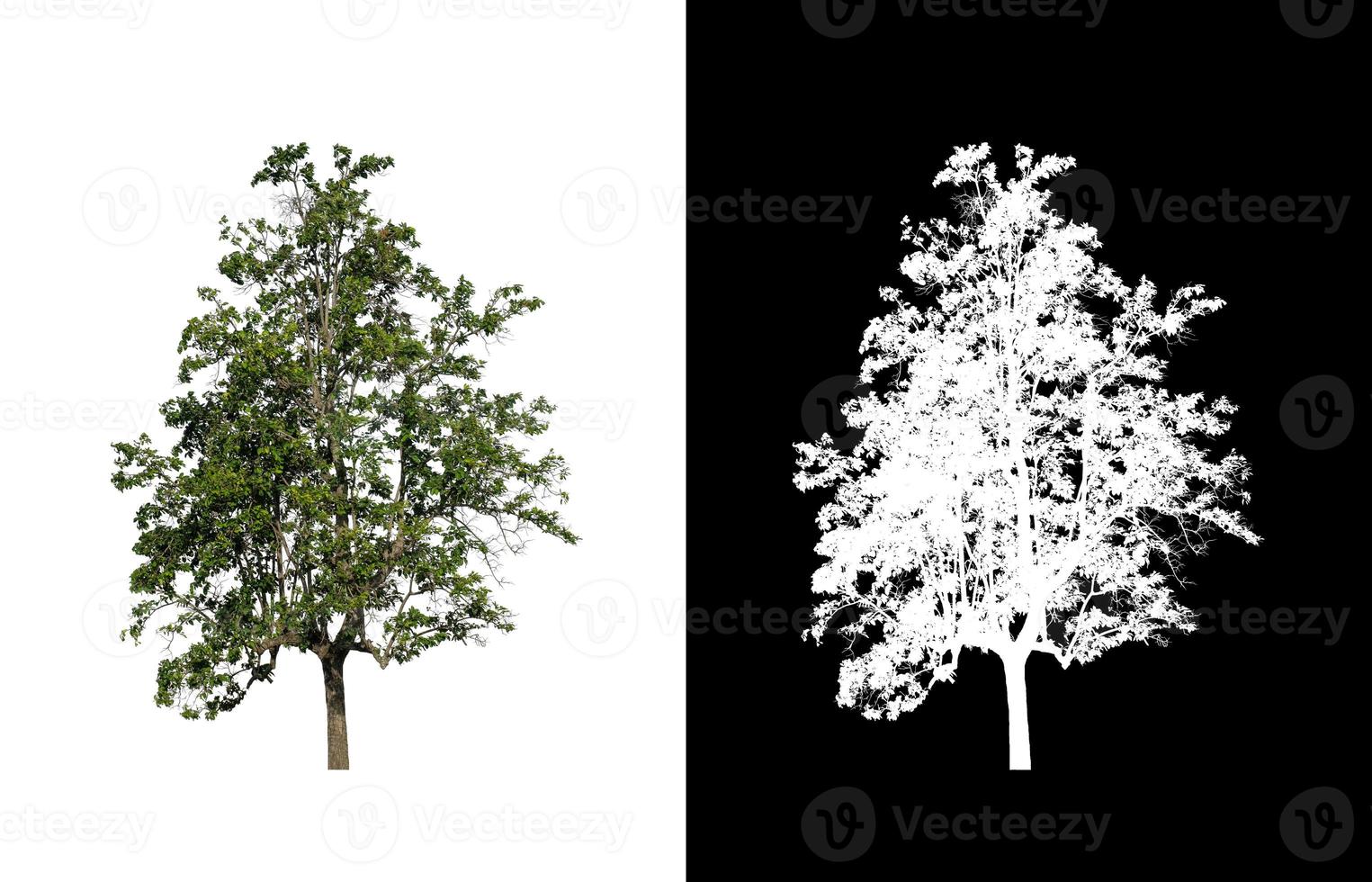 träd isolerat på vit bakgrund med klippning väg och alfa kanal foto