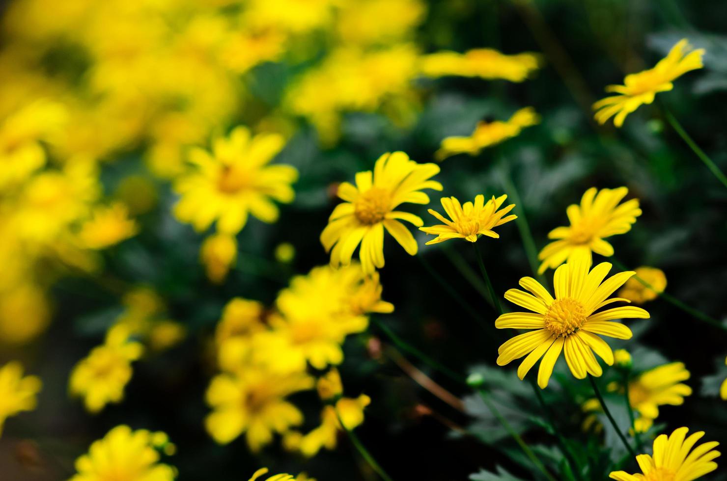 fokus och suddig av gyllene daisy buske blomma och bakgrund. foto