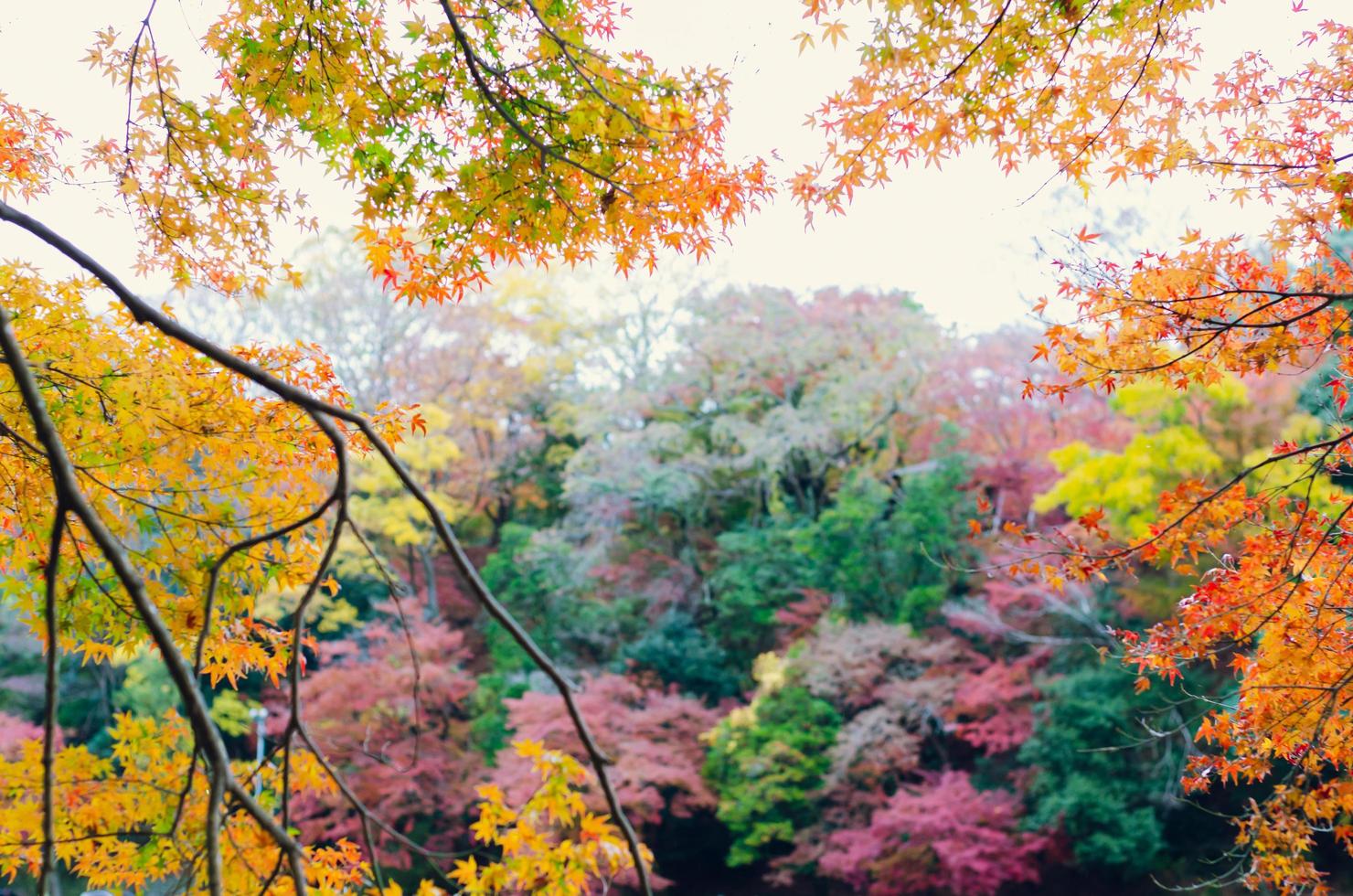 lönn löv i höst säsong med färgrik skog bakgrund i arashiyama, kyoto stad i japan. foto