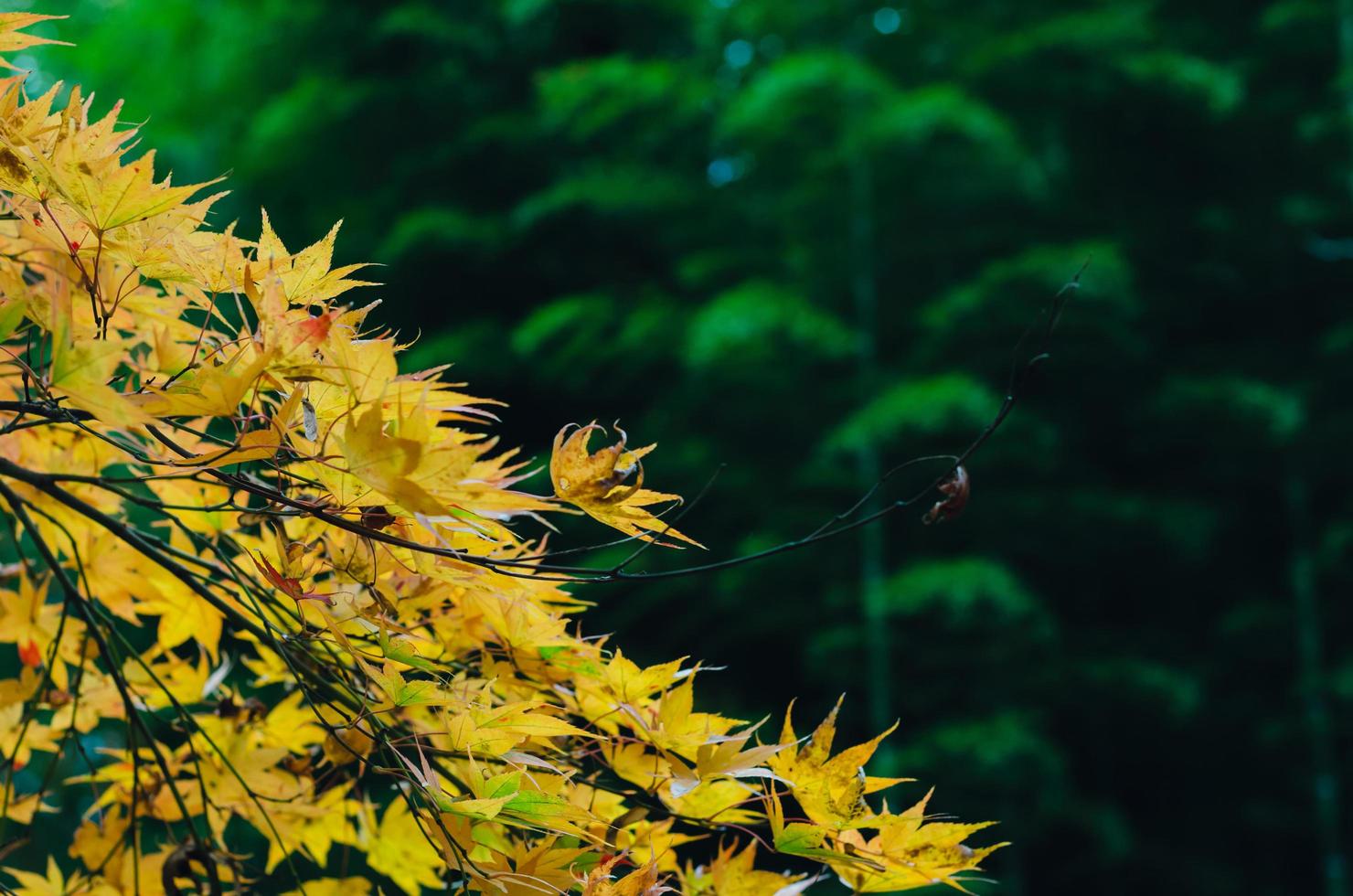 fokus och suddig färgrik lönn löv träd på bambu skog bakgrund i höst av japan. foto