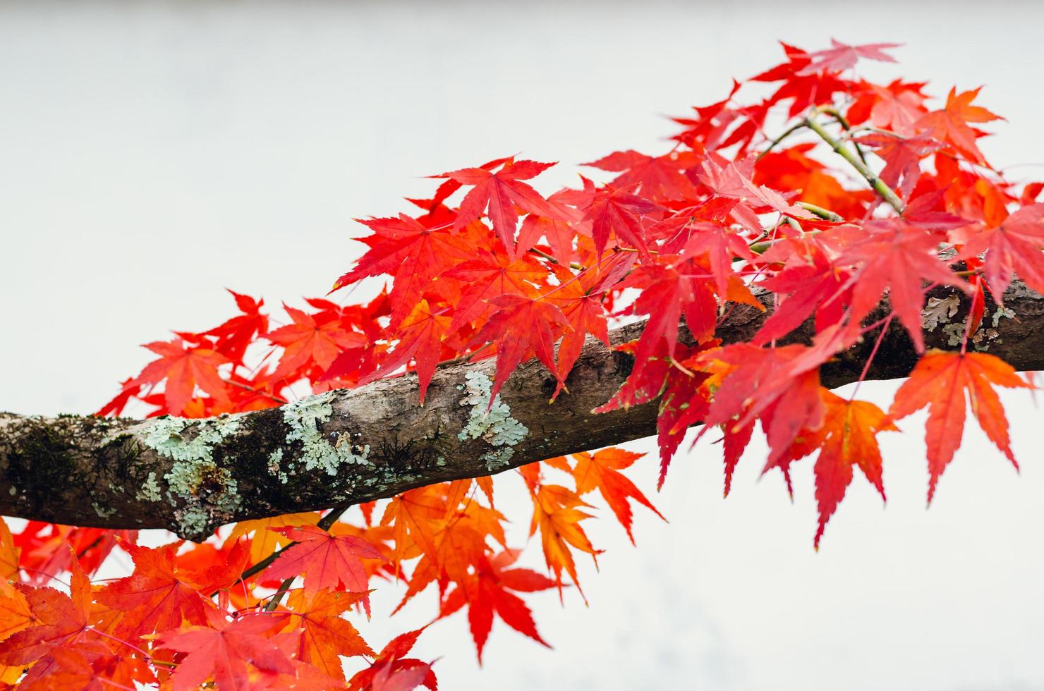 fokus och suddig färgrik lönn löv träd på vit bakgrund i höst av japan. foto