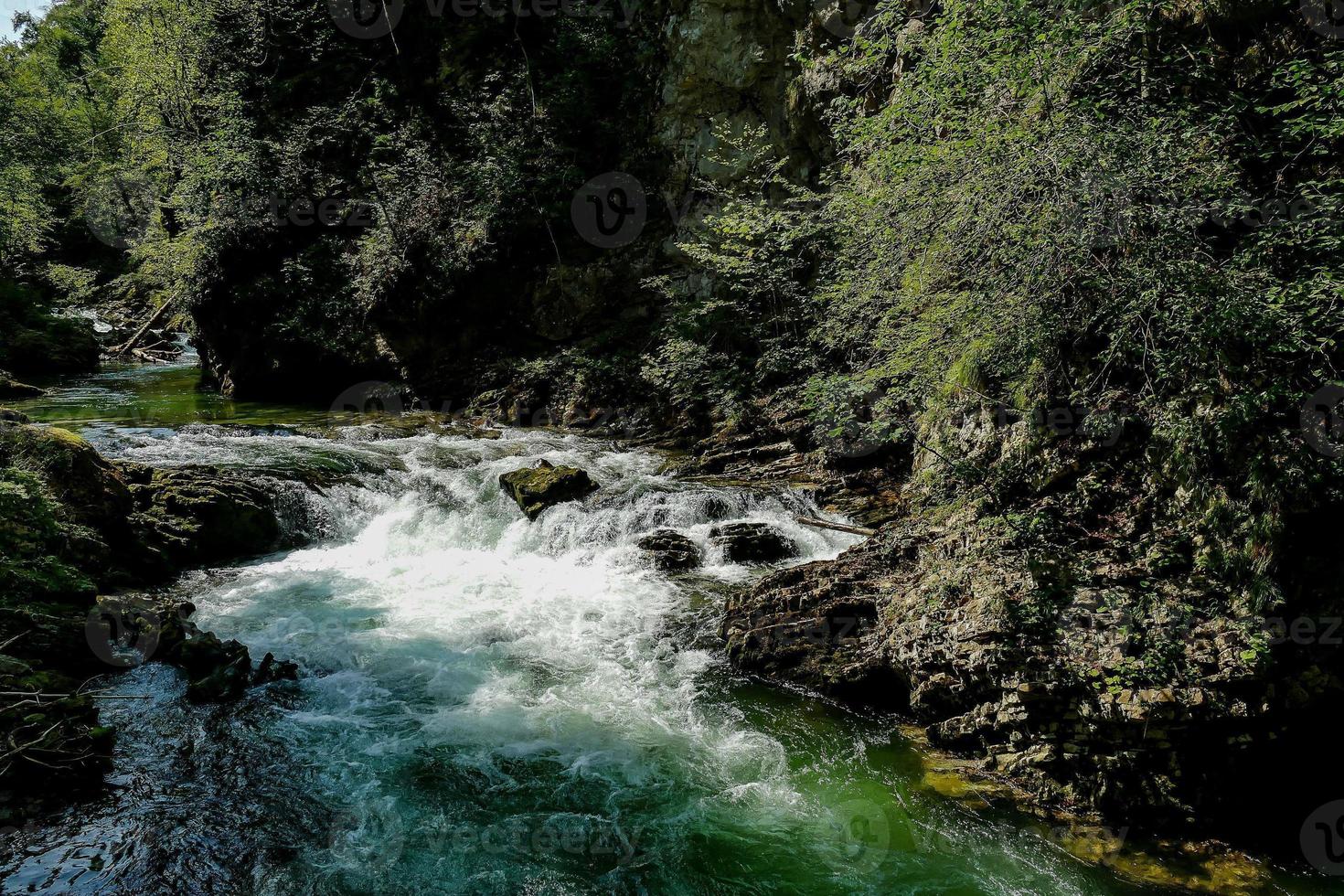 flod genom skogen foto