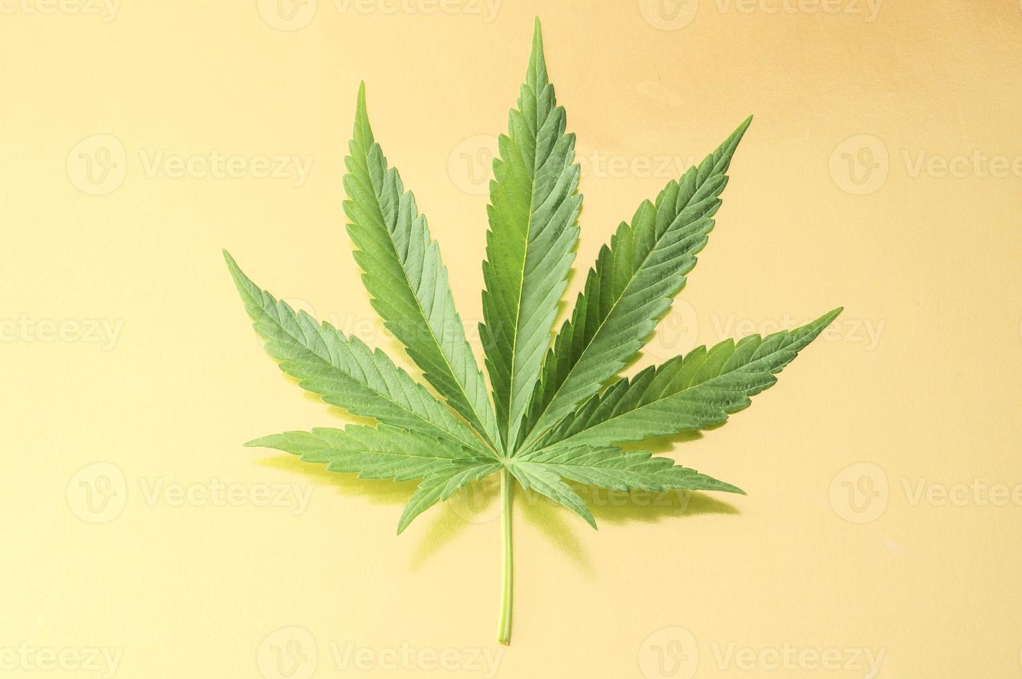 cannabis grön blad foto