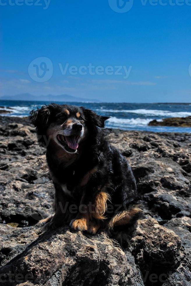 hund på en strand foto