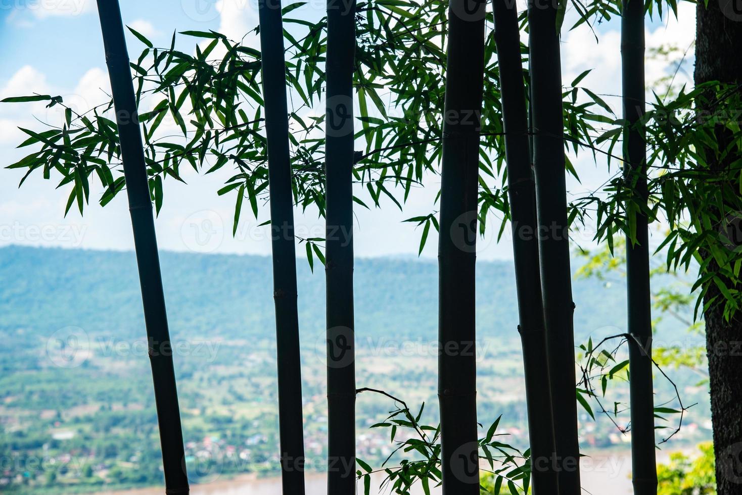 de silhuett bambu med de topp se av nong khai provins, thailand foto