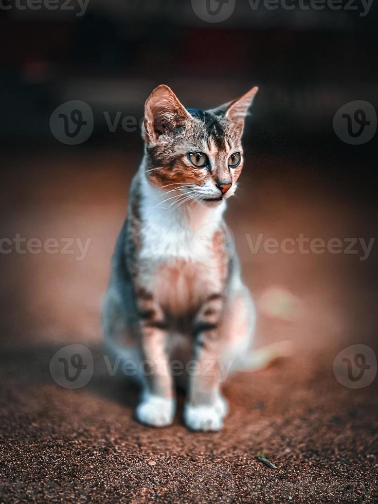 porträtt av en katt foto
