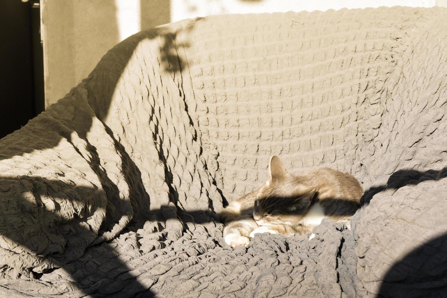 en grå tabby katt om sovande på en säng närbild. kort hår ung brindle kattunge sömn foto