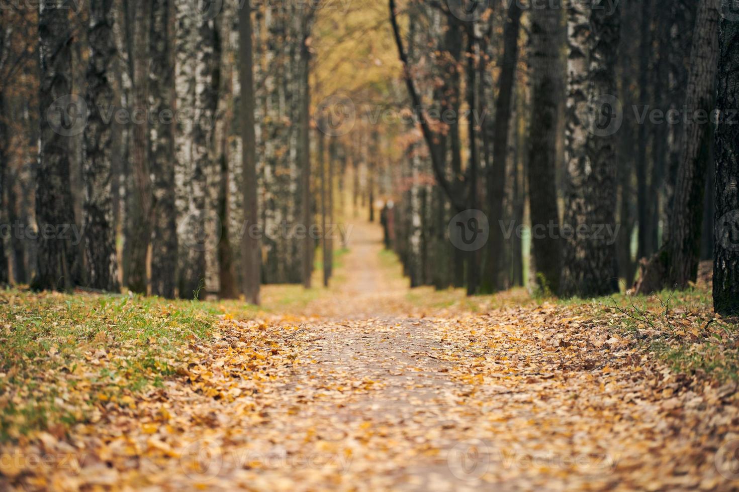 höstens skogsstig foto