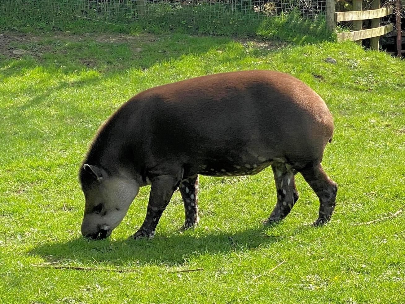 en se av en tapir foto