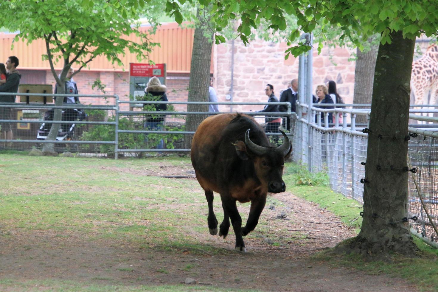 en se av en buffel foto