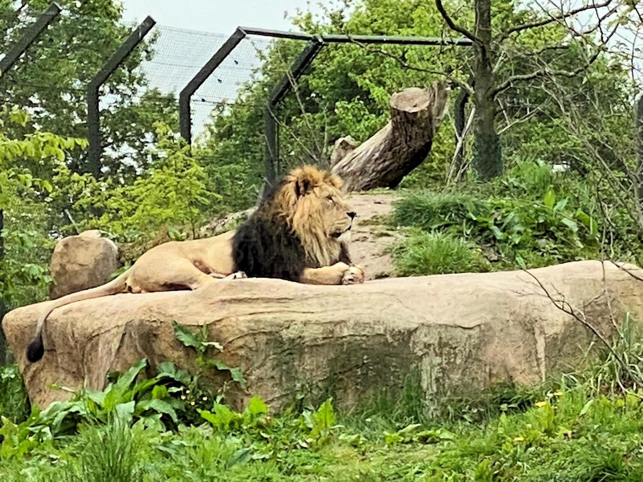 utsikt över ett afrikanskt lejon foto