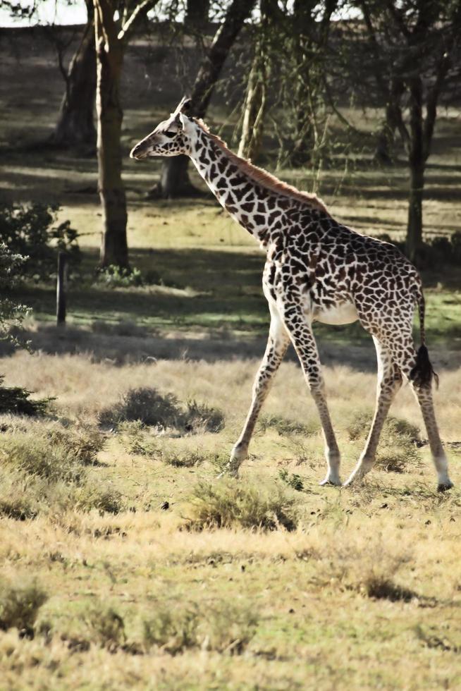 en se av en giraff foto