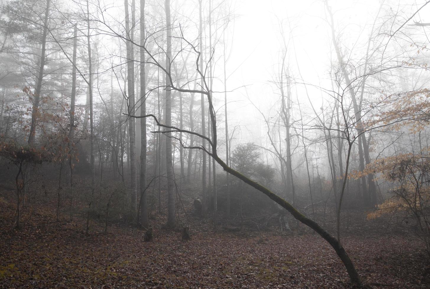 lantlig skogsmarkröjning på en dimmig vintermorgon foto