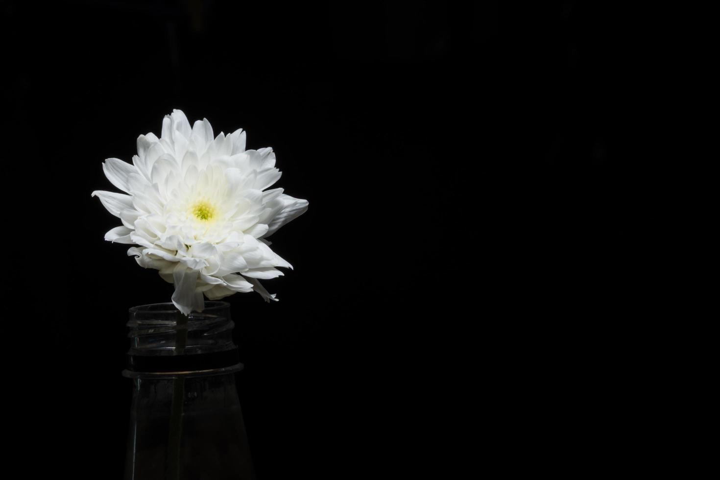 krysantemum vit blomma på svart bakgrund foto